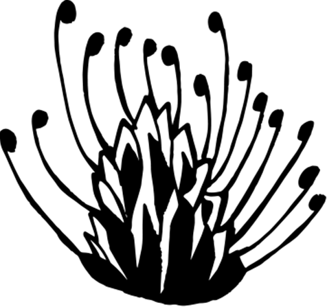 Die Logoblüte von Indlu in Form einer Nadelkissenprotea aus Südafrika