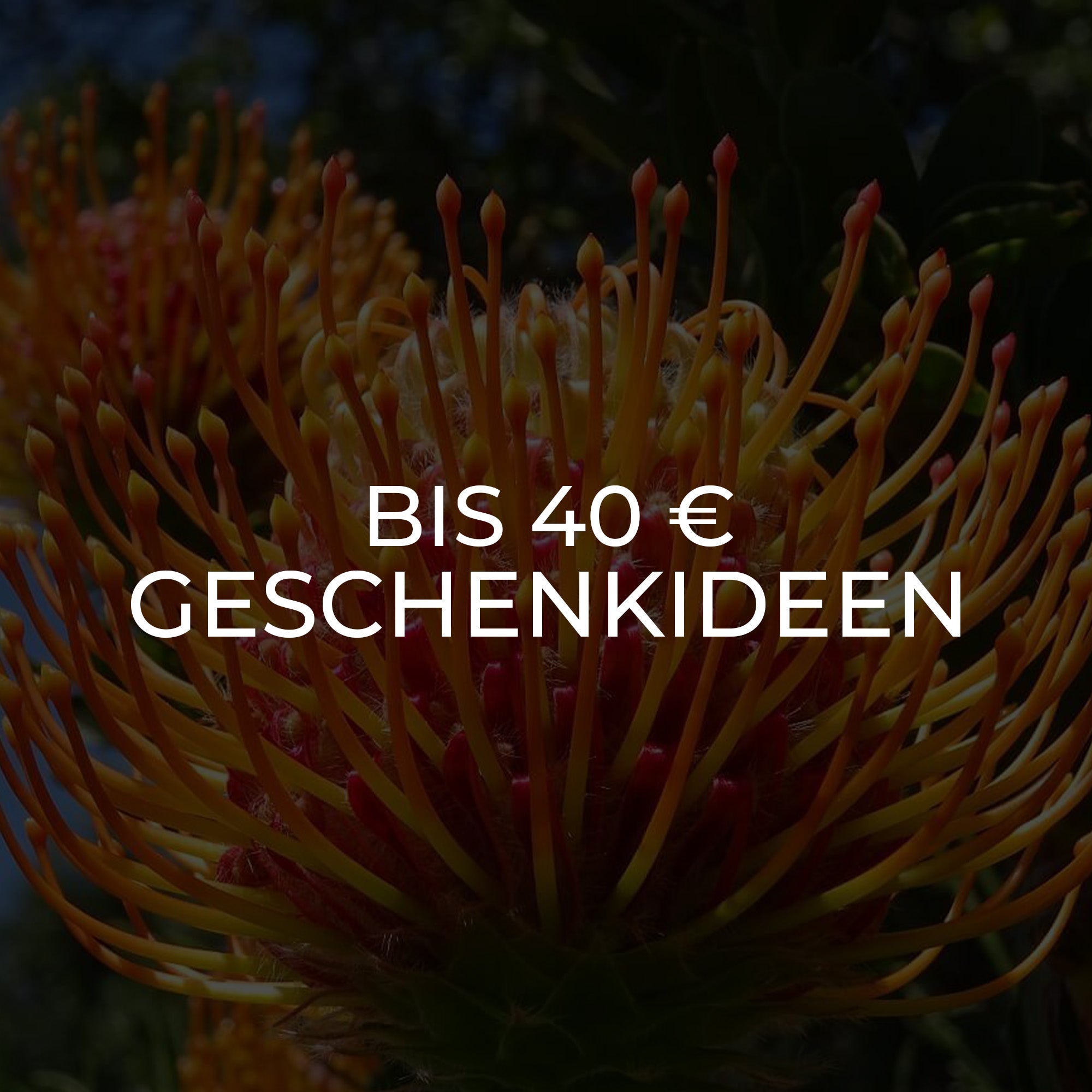 Geschenkideen bis 40 €