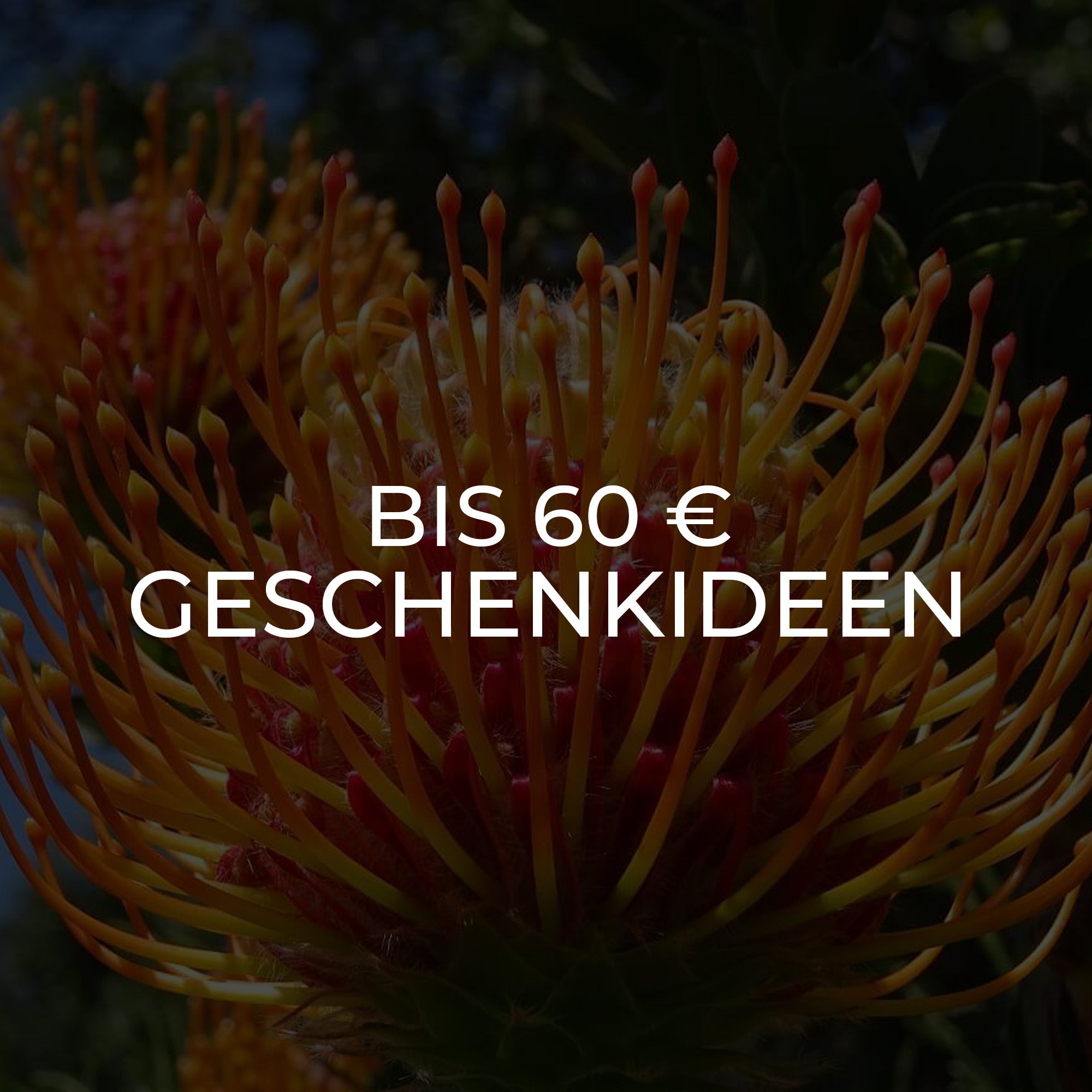 Geschenkideen bis 60 €