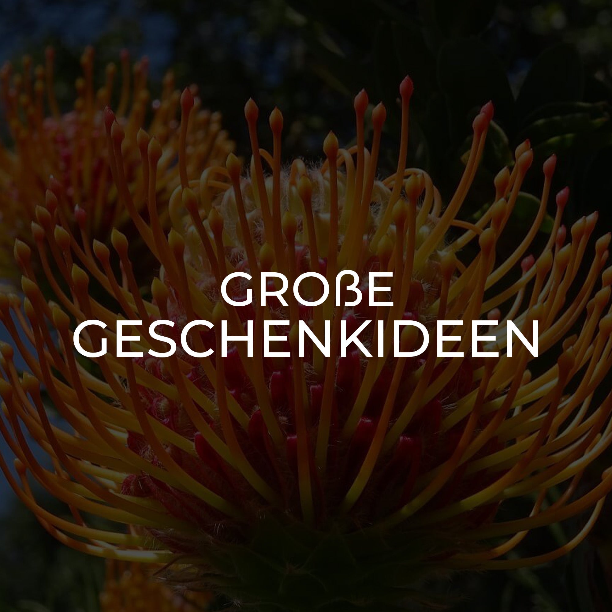 Geschenkideen über 80 €