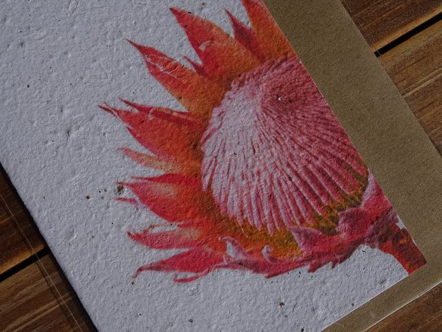Growing Paper Grußkarte "King Protea" Paper Tales