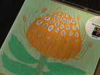 Growing Paper Grußkarte "Pincushion Protea" Gemma Orkin