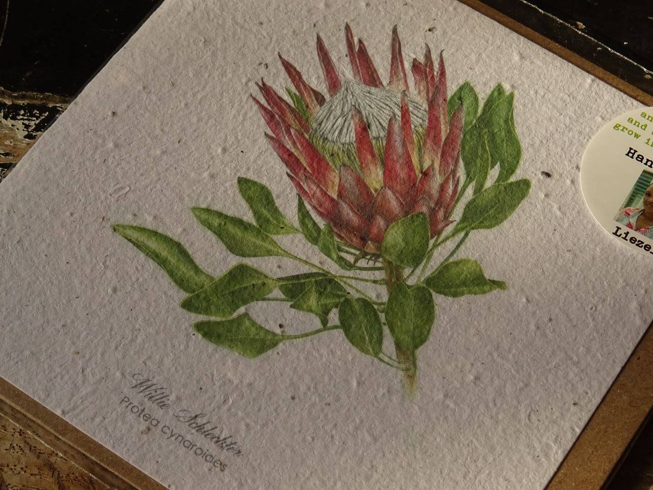 Growing Paper Grußkarte "Protea Cynaroides" Willie Schlechter