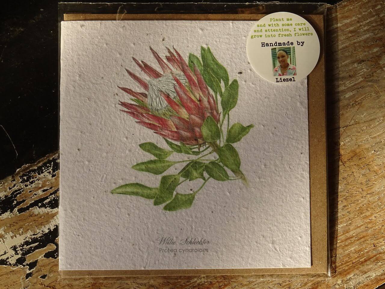 Growing Paper Grußkarte "Protea Cynaroides" Willie Schlechter