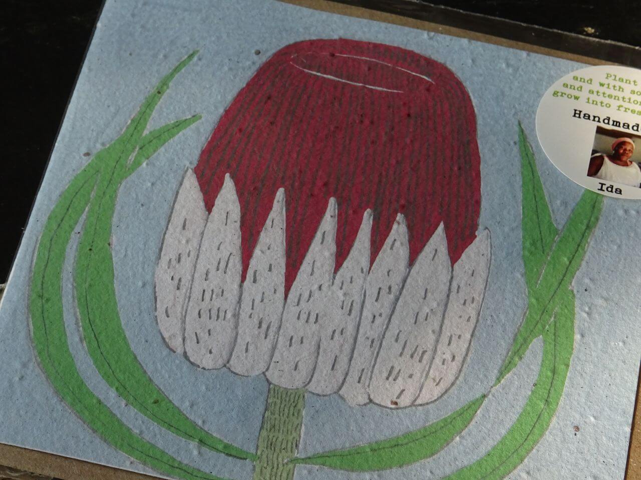 Growing Paper Grußkarte "Protea" Gemma Orkin