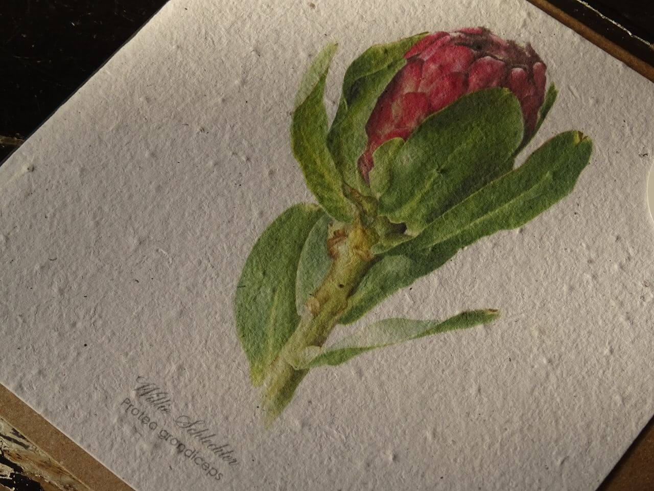 Growing Paper Grußkarte "Protea Grandiceps" Willie Schlechter