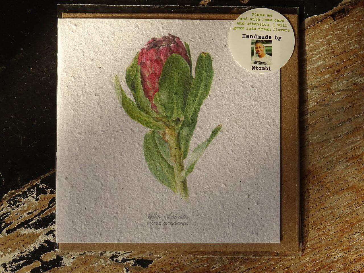 Growing Paper Grußkarte "Protea Grandiceps" Willie Schlechter