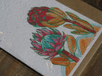 Growing Paper Grußkarte "Proteas" Colour me Africa