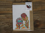 Growing Paper Grußkarte "Proteas" Colour me Africa